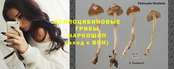 стаф Сосновый Бор